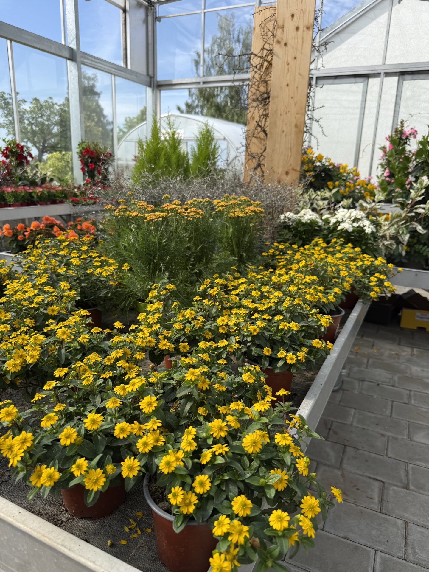 Topfpflanzen-Sortiment bei Blumen-Meister in Hemau