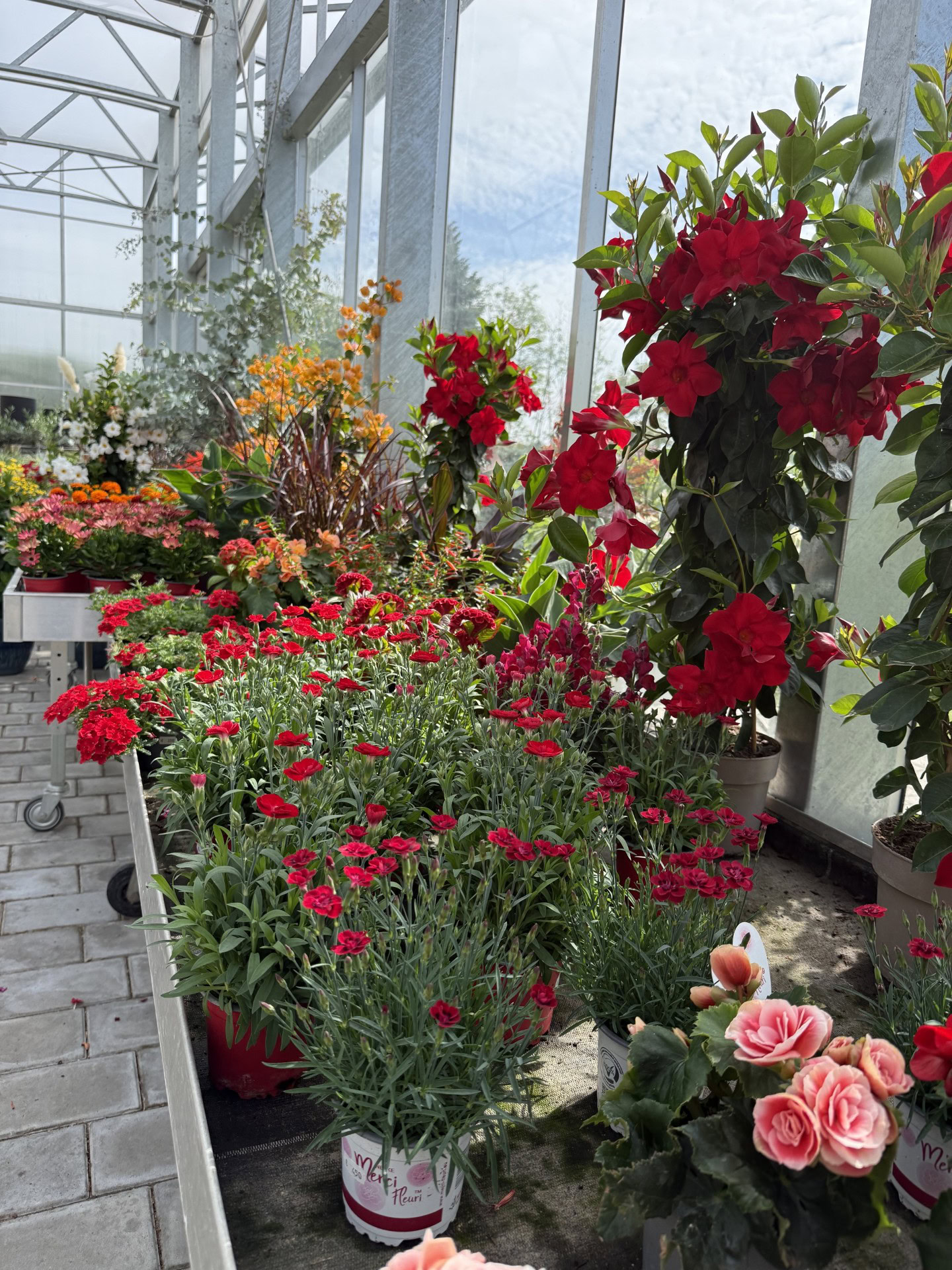 Topfpflanzen und bepflanzte Schalen bei Blumen-Meister in Hemau